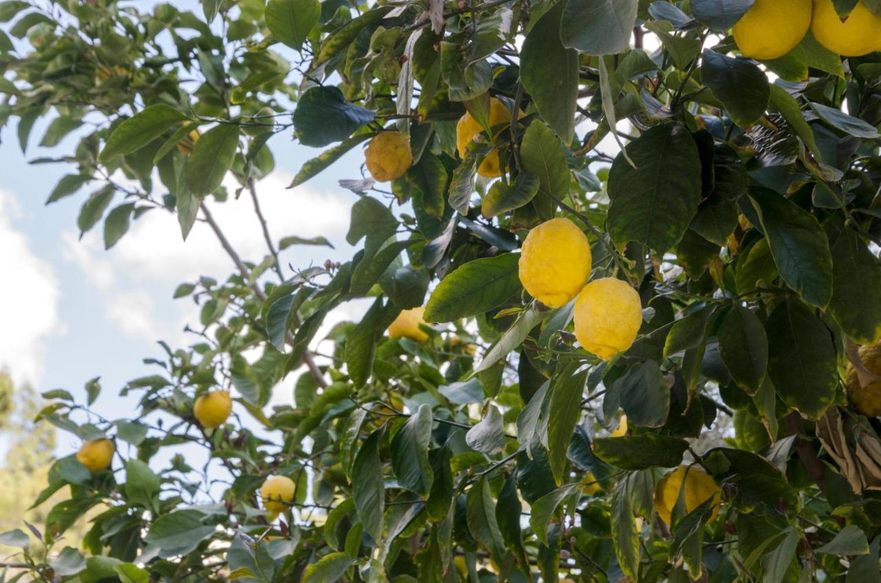 Garden House Palaio Faliro Αθήνα Εξωτερικό φωτογραφία